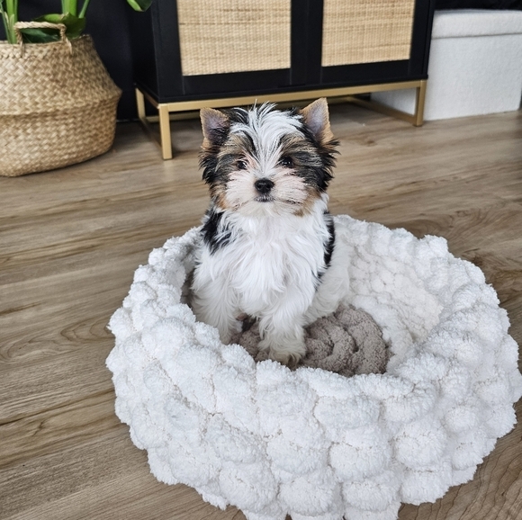 Hand Knitted Chenille Yarn Pet Beds Size  Medium - Picture 3 of 3